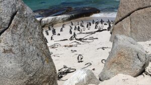 Penguin colony